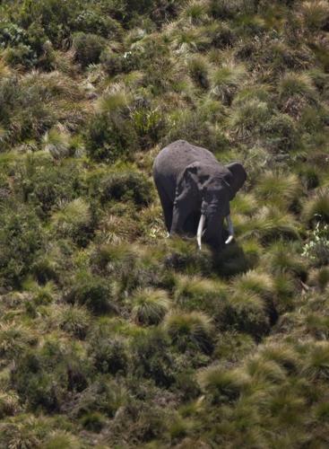Animal shots of the week