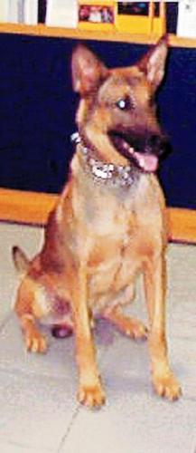 Dog killed on duty was fierce and gentle  