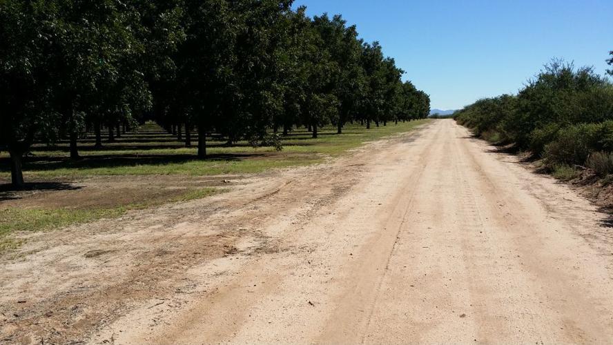 Bowie pecan orchards