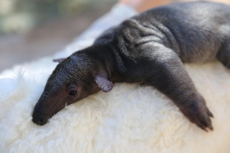 Reid Park Zoo tamandua