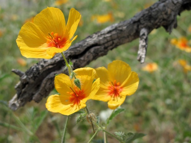 Monsoon's rains bring out desert's colorful wildflowers   