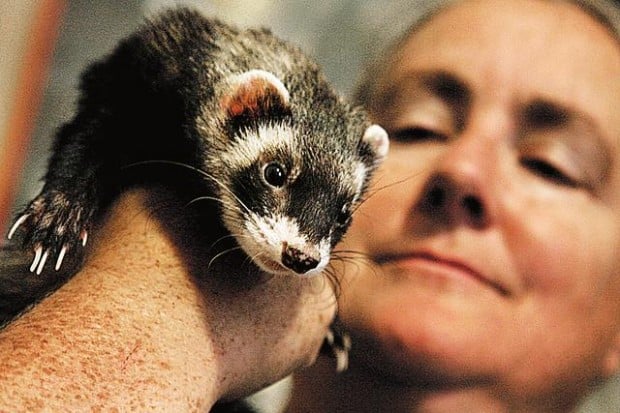 Abused ferret finds a few friends  