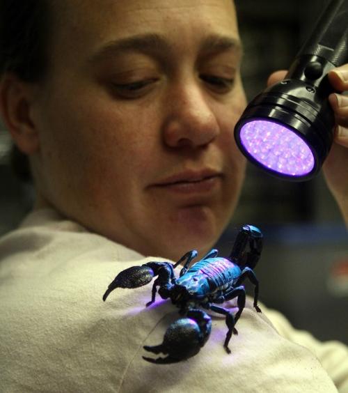 A cockroach as a pet? A scorpion? Well, sure    