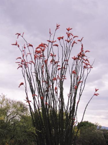 Ocotillo in bloom