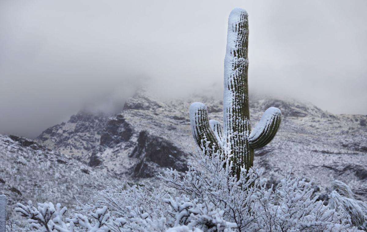 Saguaro cactus of the Sonoran Desert and snow in the Catalina Mountains  outside Tucson, Arizona. foto de Stock