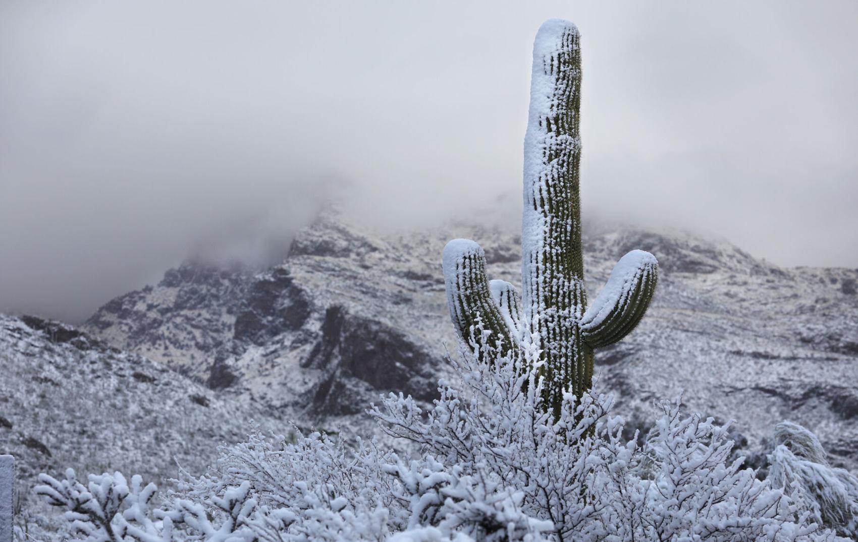 A bunch of photos of today's snow across Tucson ️💕 tucson life