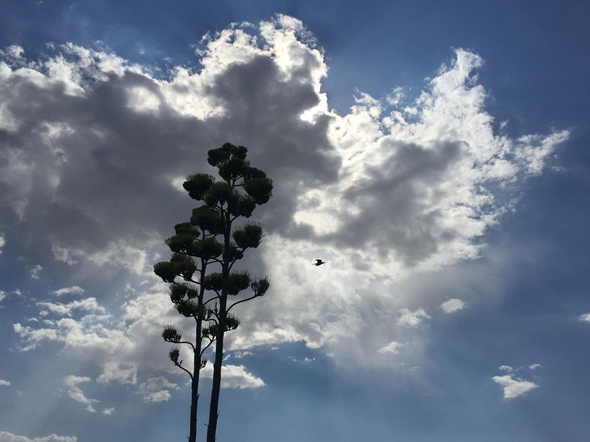 Storm clouds and agave