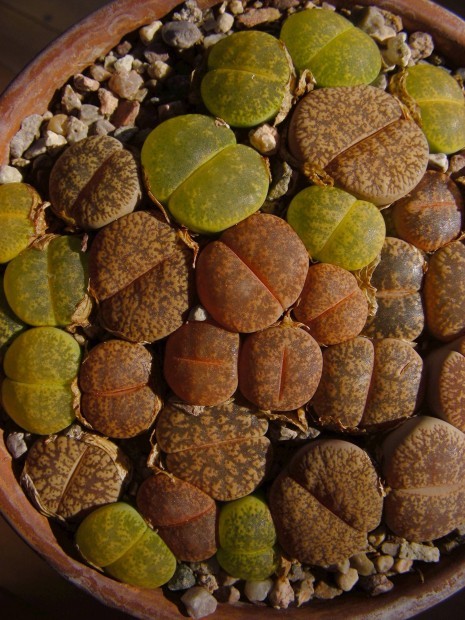 Lithops