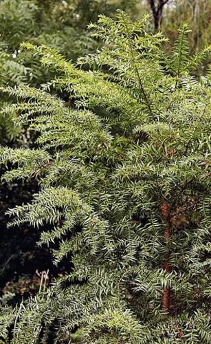 Plants from the past  
