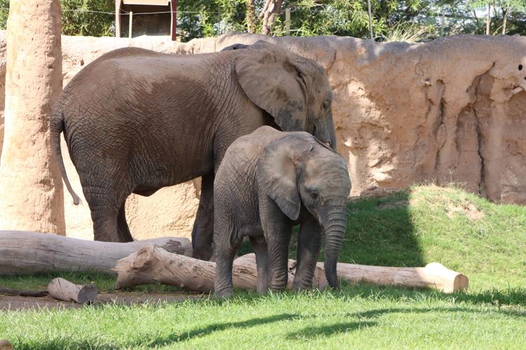 Elephant Meru 1 Year Old Penzi In Grass (1).JPG