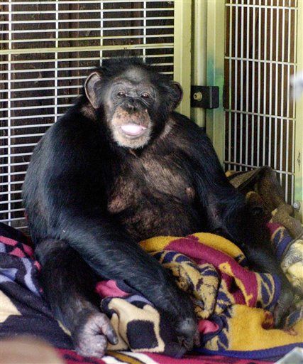 Chimp shot dead to stop rampage in Conn.