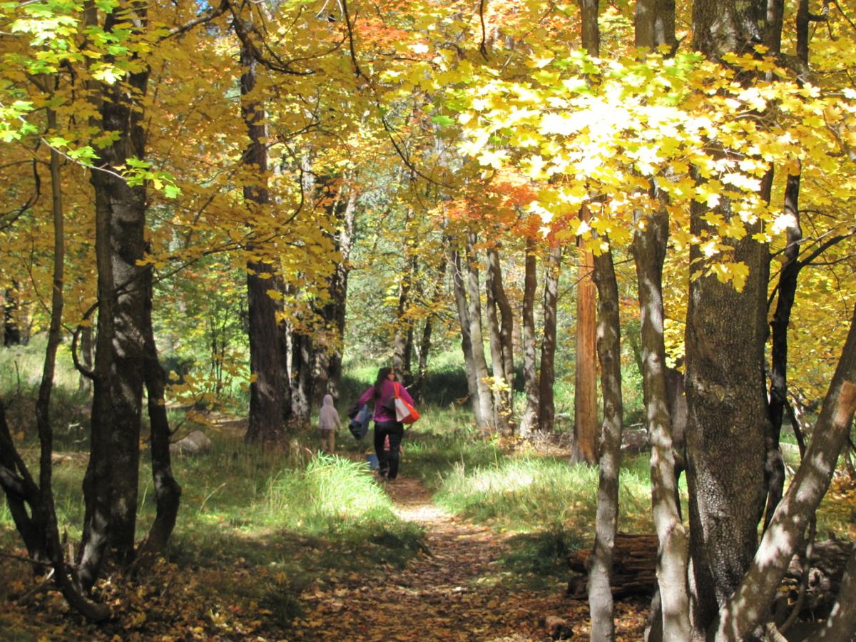 Fall foliage in Southern Arizona