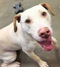 Adopt a friend: Sammy Girl