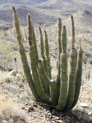 Wayward Organ-pipe Cactus Found At Saguaro