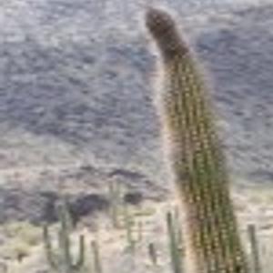 Wayward Organ Pipe Cactus Found At Saguaro Local News Tucson Com