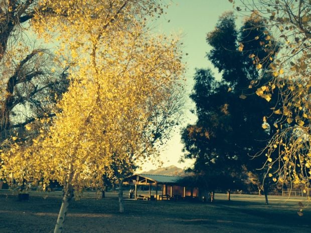Photo of the day: Autumn in late January for Tucson
