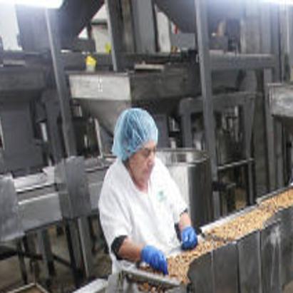 Pecan Production Rising In Arizona News About Tucson And Southern Arizona Businesses Tucson Com