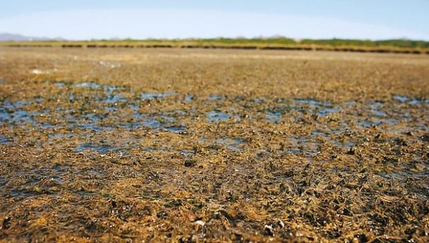 Algae ponds in Gila Bend may help solve oil problem  