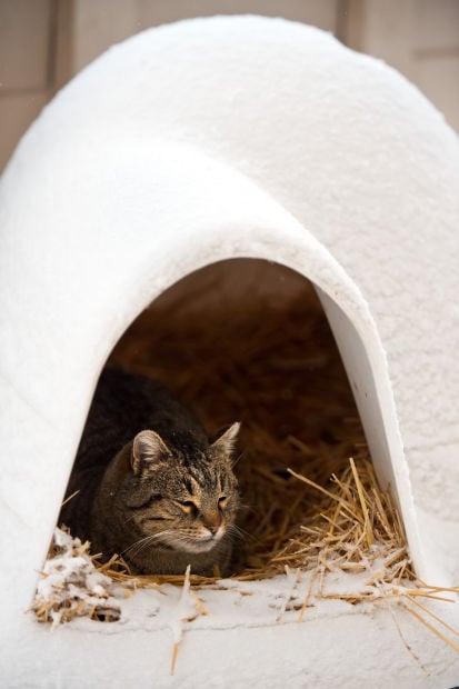 Animal Shots of the Week