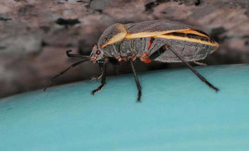 boxelder-beetle-4.jpg