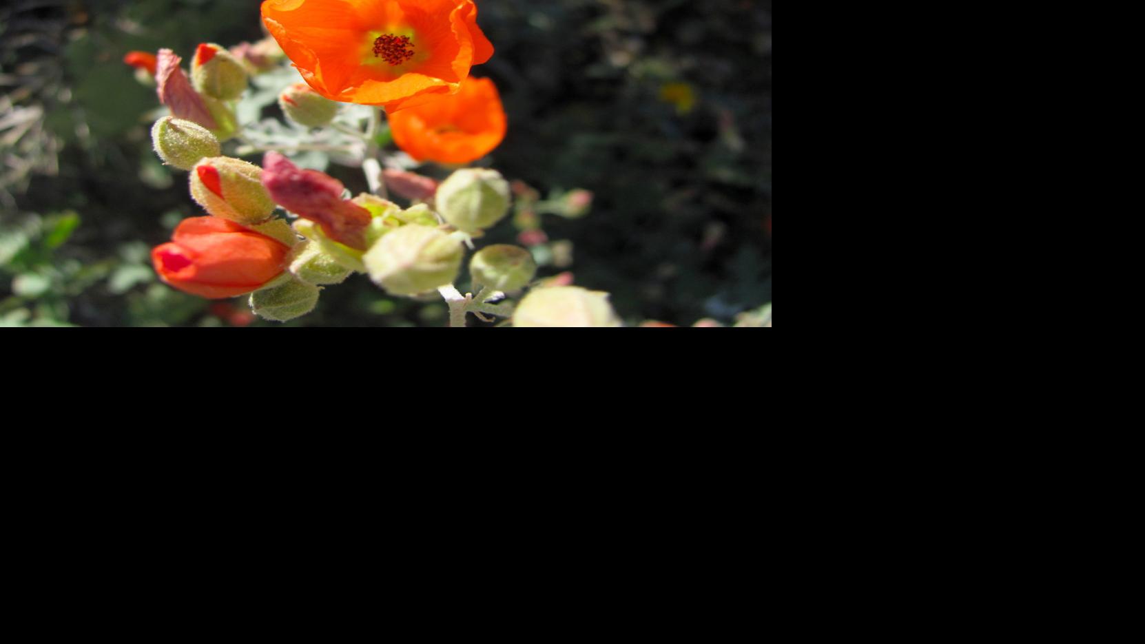 7 native plants for winter flowers in Tucson | Home & Garden