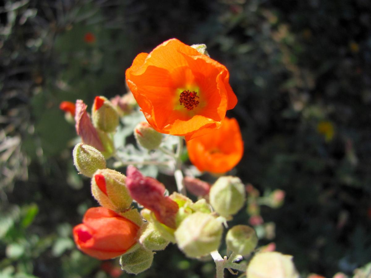 7 native plants for winter flowers in Tucson