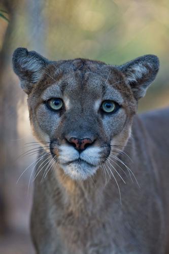 Lawsuit: Hunting in Arizona driving cougars to decline