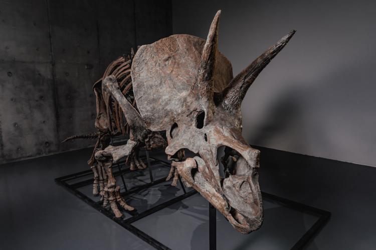 Triceratops Skeleton Auction