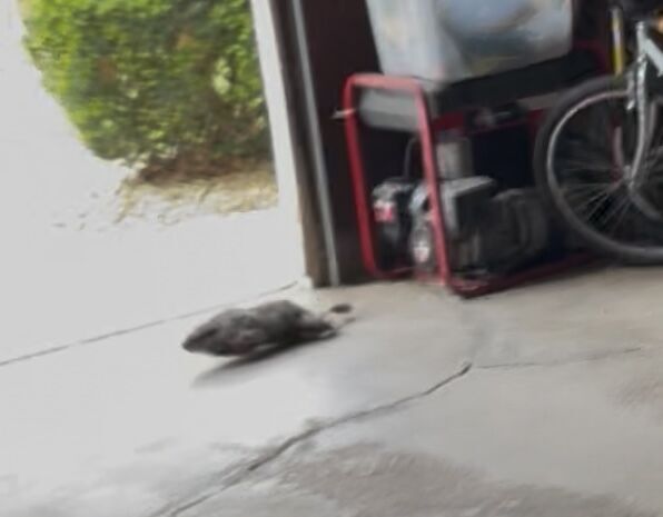 Suspect rodent