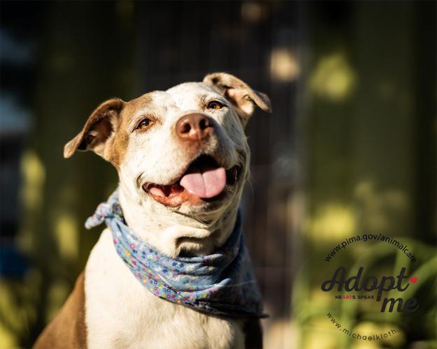 Adopt a friend: Kayla