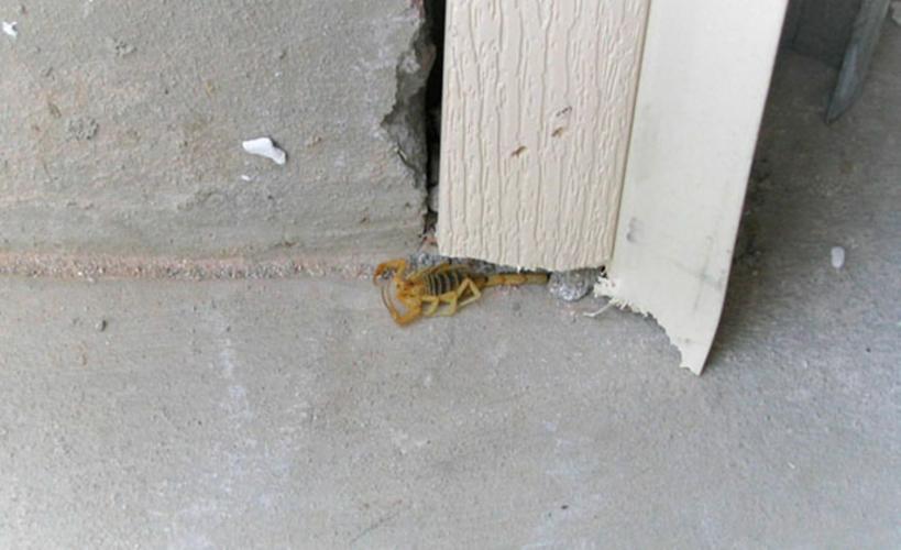 Scorpion-Near-Gutter.jpg