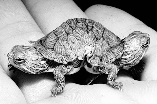 Two-headed turtle  