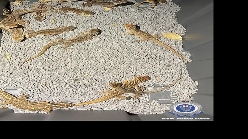 Hundreds of reptiles seized in Australia smuggling plot | Nation