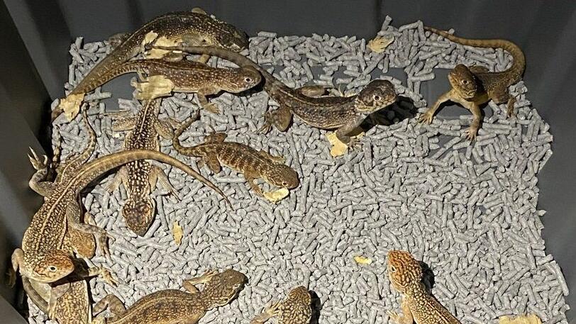 Hundreds of reptiles seized in Australia smuggling plot | Nation
