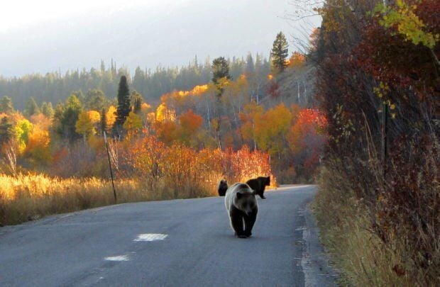 Grizzlies in the Lower 48 walk a political tightrope