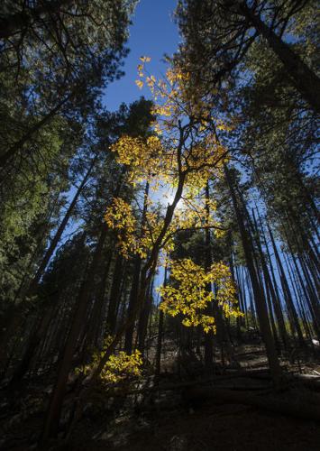 Fall colors on Mount Lemmon