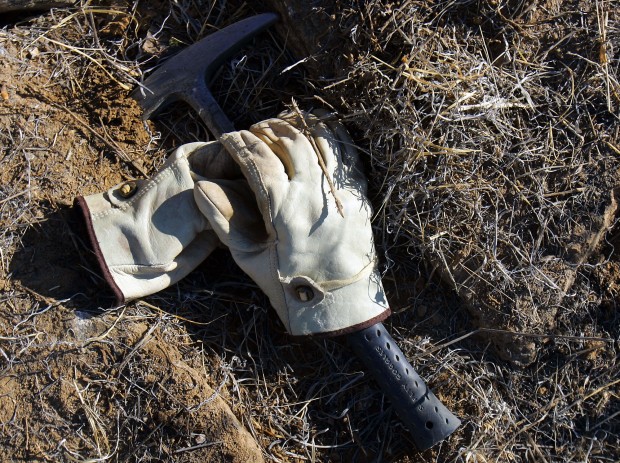 Volunteers fight war against buffelgrass at Saguaro Park  