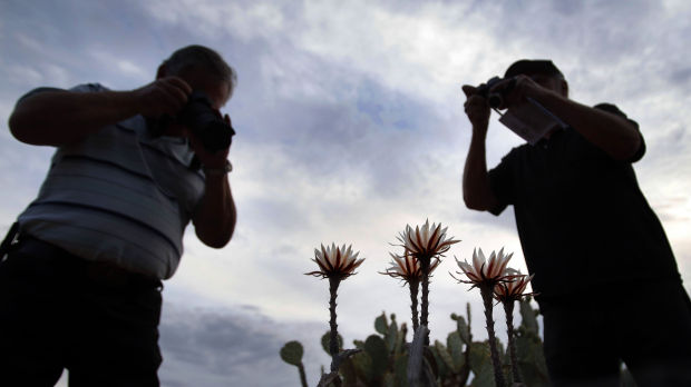 Night-blooming cereus