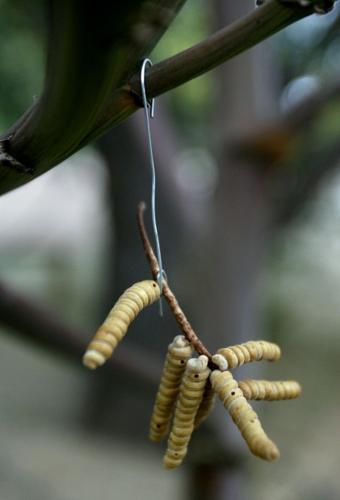 When adorning a tree, bring your own twist   