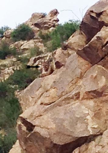 Hiker injured fleeing from mountain lion