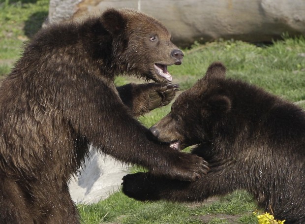 Animal shots of the week