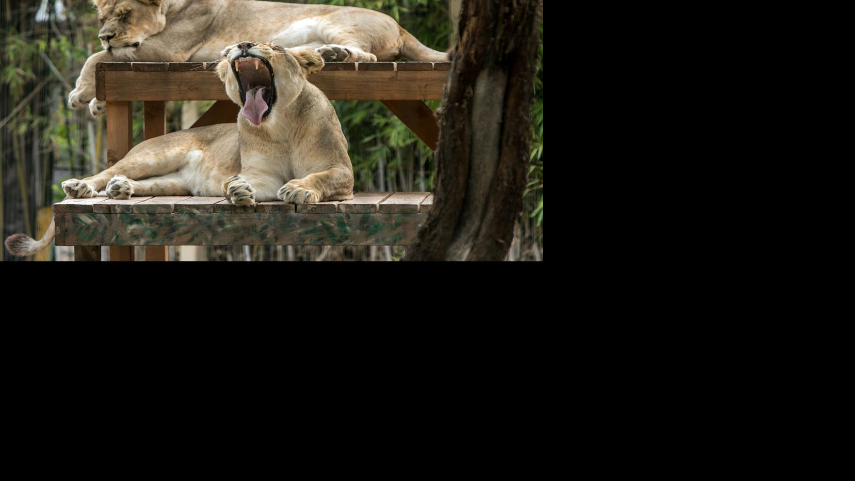 Reid Park Zoo will give 40 kids scholarships for summer camp tucson