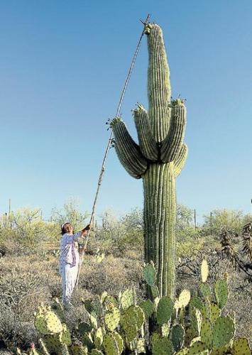 Cactus: Saguaro illustrated  