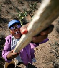Ha:san Bak, Saguaro cactus fruit harvest