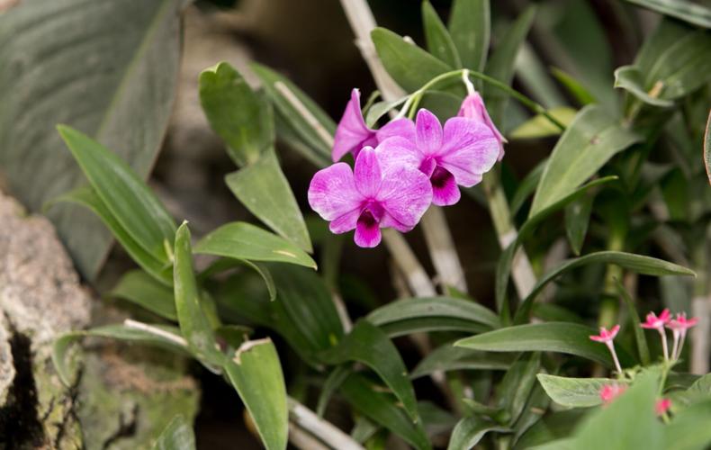 Botanical Orchids