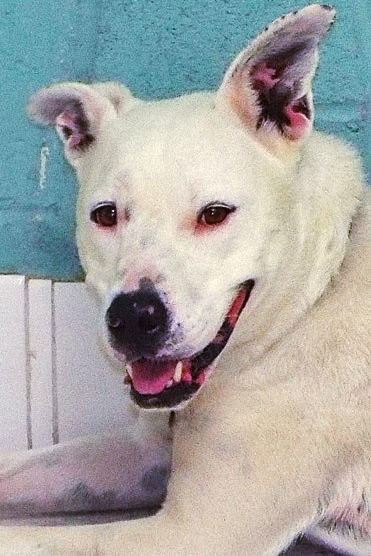 Adopt A Friend: Rio