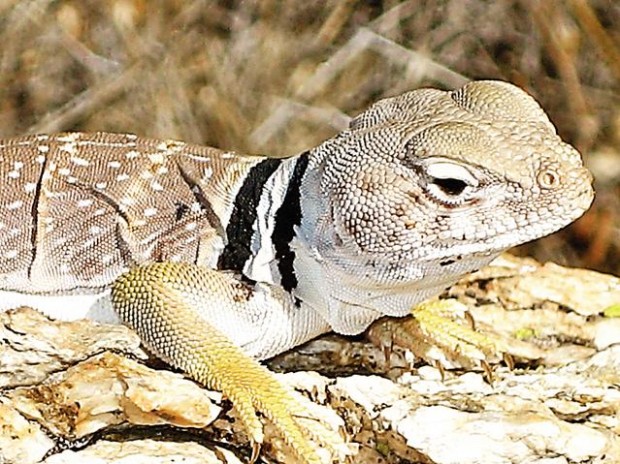 Cat photography: The eyes have it  