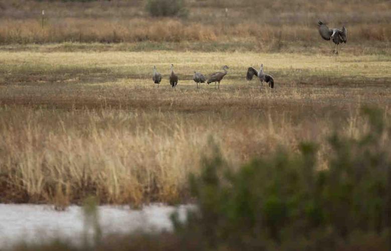 Sandhill cranes in Arizona