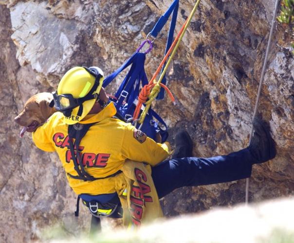 Animal shots of the week