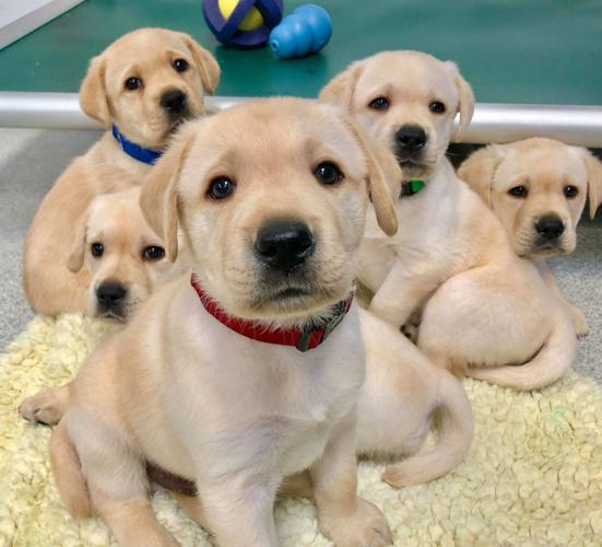 Puppies are born ready to interact with people, study finds